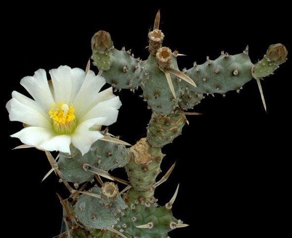 Tephrocactus_articulatus